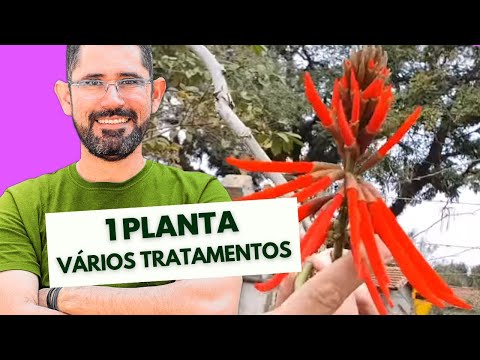 MULUNGU - O PODER DESSA PLANTA PARA TRATAMENTO NATURAL DA PRESSÃO ARTERIAL