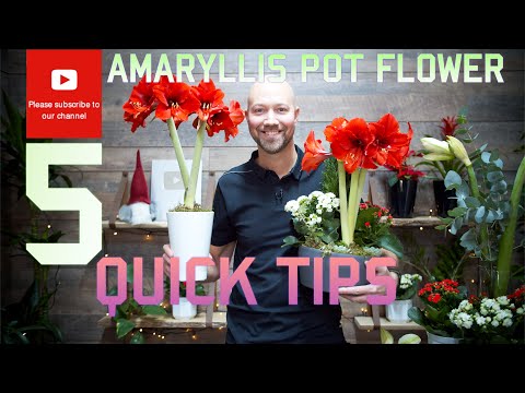 Amaryllis Pot flower