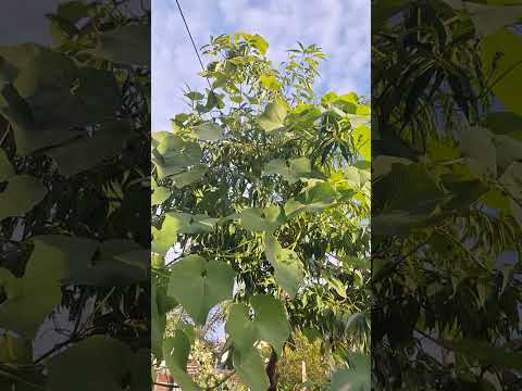 Sobrevive o se muere este hermoso Chayote.  El frio ya llego y con eso se lleva el 90% del #jardin