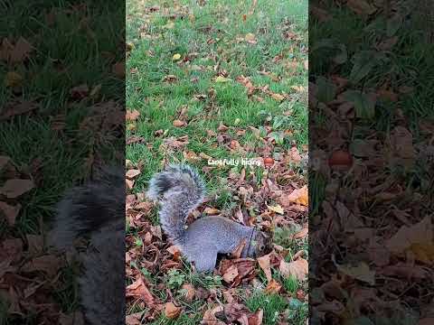 Cute squirrel hiding a nut松鼠掘洞收藏果實