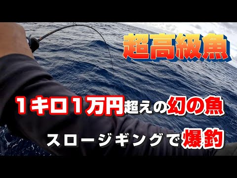 1キロ1万円超えの超高級魚が爆釣！スロージギングで『本アラ』を〇万円以上釣る誘い方とは？