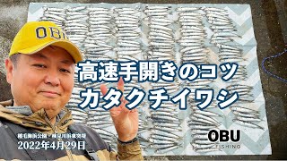 カタクチイワシ・高速手開きのコツ 2022年4月29日