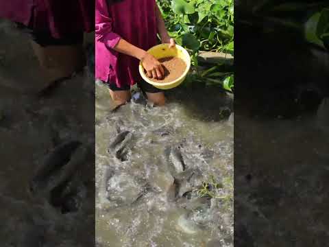 Aquaponic system for feeding fish in the backyard #short