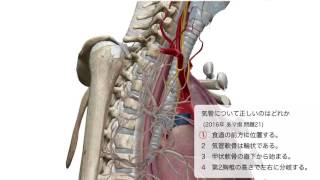 気管について正しいのはどれか (2016年 あマ指 問題21)