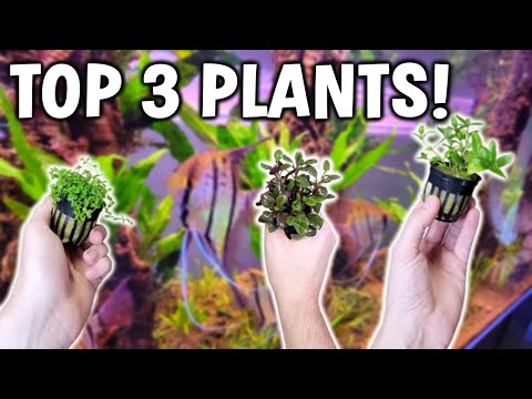 My Top 3 Aquarium Plants You Should Try!