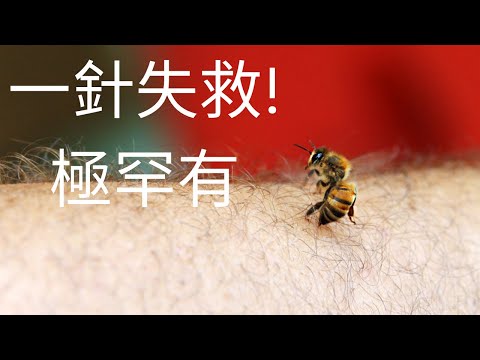 蜜蜂或黃蜂針後，究竟有什麼反應，什麼是嚴重的敏感或中毒？￼#蜜蜂針 #急救 #過敏性休克