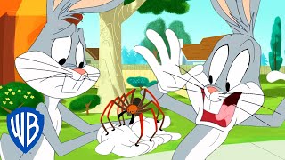 Looney Tunes | Are You Afraid of Spiders? | WB Kids