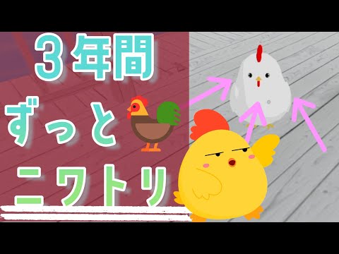 ３年間ずっとニワトリの方にインタビューしました🎤