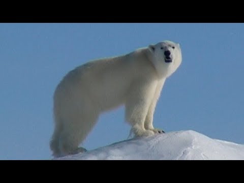 A polar bear in an ice mound in Erebus and Terror Bay - Nanoq 2007 expedition