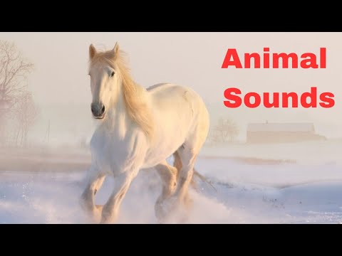 Animal and their sound part 3 #animals #animalsound #animals #animalsforkids #animalsname