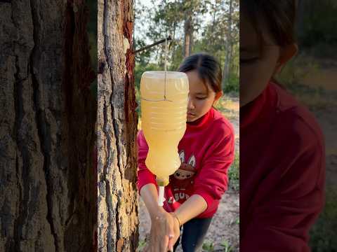 WOW!! SMART idea and USEFUL in forest #camping #bushcraft #outdoors #survival