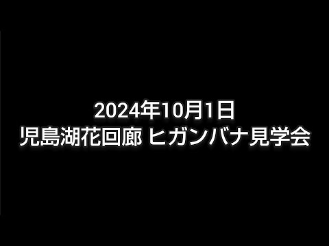 2024年10月1日児島湖花回廊 ヒガンバナ見学会