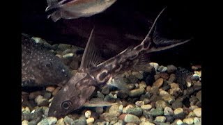 シノドンティスプレウロプス　Congo squeaker　Synodontis pleurops