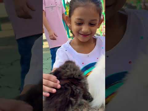 Cat Lovers 🐱#ytshortvideo #shortvideo #shorts #trending #viral #music #cat