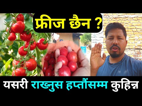 गाउँमा बिना फ्रीज टमाटर धेरैदिन राख्ने तरिका | How to store tomato without freeze Saila bhai