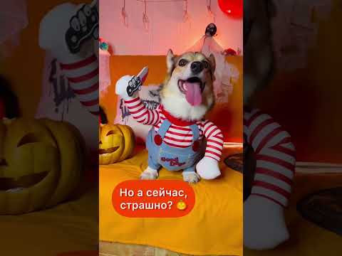 СМЕШНЫЕ ЖИВОТНЫЕ | НА ЧТО ОТВЕТИЛИ НЕТ?