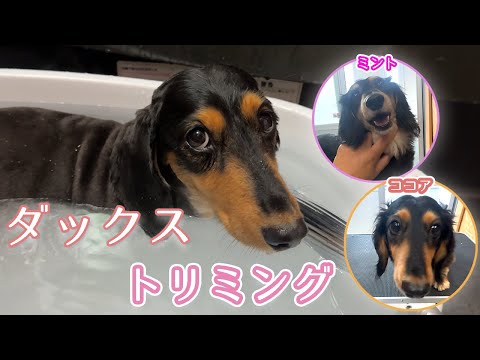 【まるでスムース犬⁉️】暑くなる前にトリミング！ダックス兄弟をスムース犬にしてみた（笑）可愛すぎる！