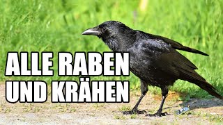 Alle Krähen und Rabenvögel Deutschlands