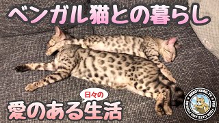 ベンガル猫のいる暮らしはこんなのです。愛情溢れるベンガル家族【ねこつる】