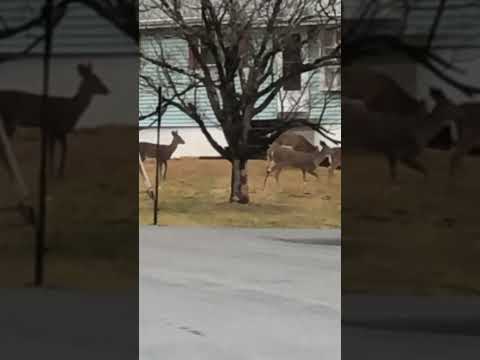 12/28/24 Day After Day 🦌🐶🐶🐶 #beagles #deer #nature