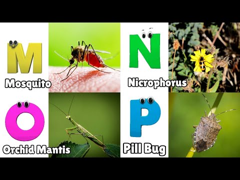 A to Z Insects Song | Insects Alphabet song for Kids | Phonics for Kids | Alphabet Letters