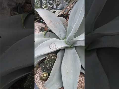 botanic garden cactus @anerbec5317