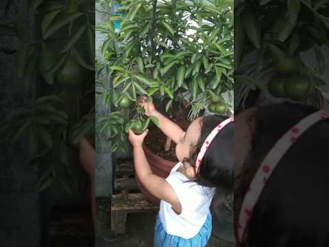 Picking Dalandan #dwarf #tree #rooftop #garden