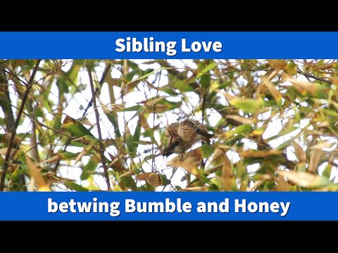 Bumble and Honey's Sibling Love Continues after Fledging 04/20/2022