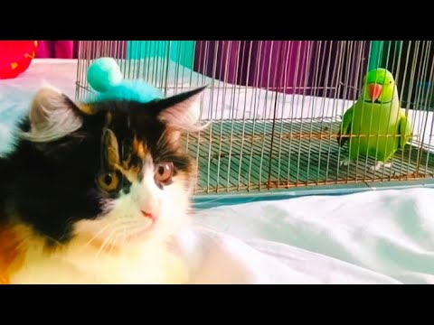 How to introduce parrots to cats!