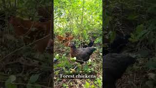 forest dwellers | #homestead #chickens #freerangechickens