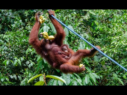 Semenggoh Nature Reserve, Kuching | Malaysia | #shorts | @life