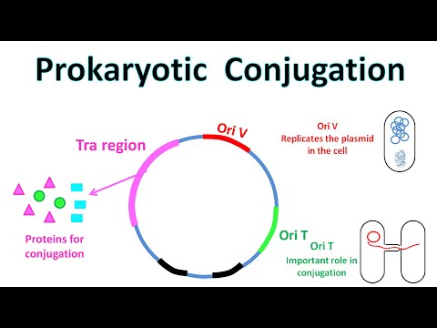 Conjugation in Prokaryotes