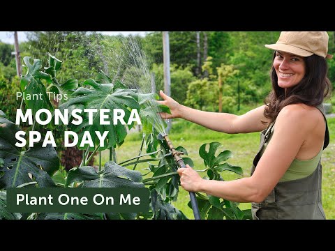 MONSTERA DELICIOSA Spa Day — Ep. 379