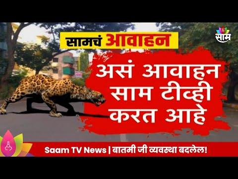 Sambhajinagar News संभाजीनगरातील सोशल मिडियात अफवांचं पेव, बिबट्याचे व्हिडीओ  ग्रुपवर व्हायरल