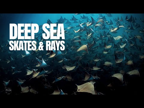 The World of Deep Sea Rays and Skates