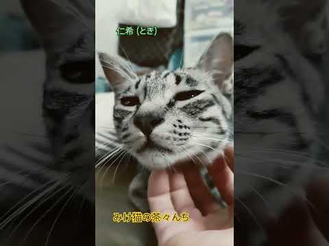 気持ち良！子猫　#funny #猫のいる暮らし #保護猫#サバトラ