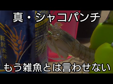 これが真のシャコパンチの威力だ👊　〜もう雑魚とは言わせない〜　#shorts