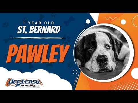 St. Bernard, 1 Year Old, Pawley | Best Dog Trainers Northern VA | Off Leash K9