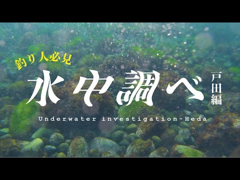 【Underwater Video】Heda Numazu, Shizuoka  - Sand borer, Flat fish, Flathead fish, Blue-backed fish