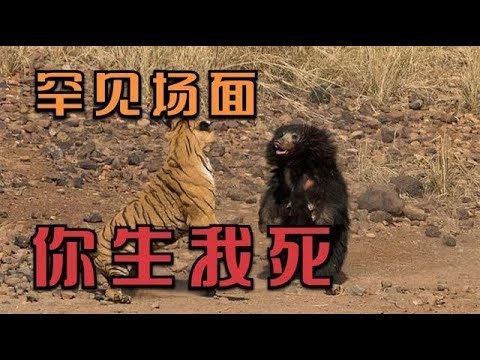 珍稀动物生死搏斗场面，如老虎vs熊，狮子vs疣猪，豹斗等 | 动物世界