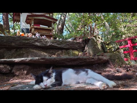 田代島「猫神社」お詣り 石巻震災復興 2023918 お昼ネコご飯【元祖猫島】島のえき