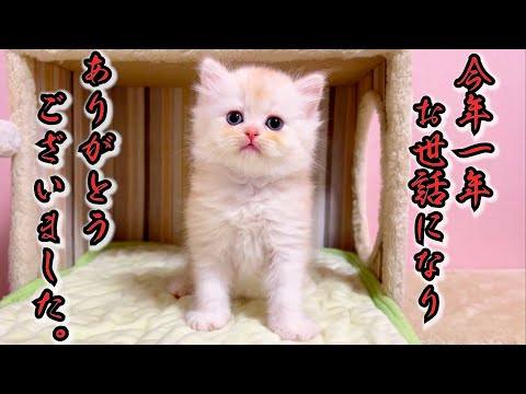 【マンチカンの子猫】今年も一年ご視聴頂き、ありがとうございましたニャ件 ～猫のいる生活Vol.1063～出産動画 マンチカン短足・ミヌエット・ペルシャ猫専門ブリーダー『ペット蔵人』【子猫の成長記録】