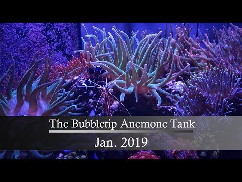 Close-up of the Bubble Tip Anemone Tank