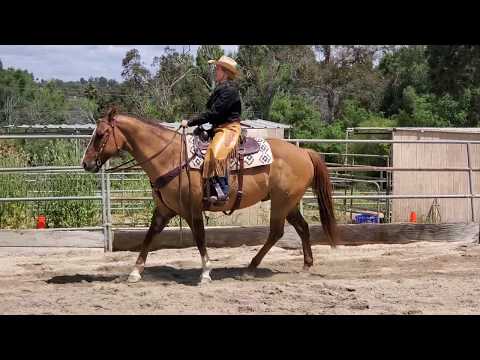 Dun Rattlin & Jennifer Lyons Amateur Walk/trot ranch rail