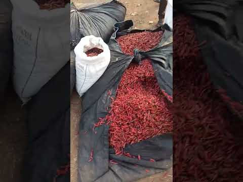 🌶️🌶️bedia Mirchi mandi 🌶️🌶️ dekhe roj ke rate