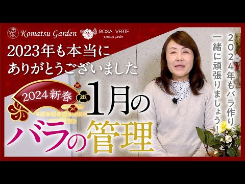 【バラの基本知識】1月のバラの管理