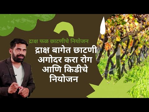 shrihari ghumare | द्राक्ष बागेत छाटणी अगोदर करा रोग आणि किडीचे नियोजन