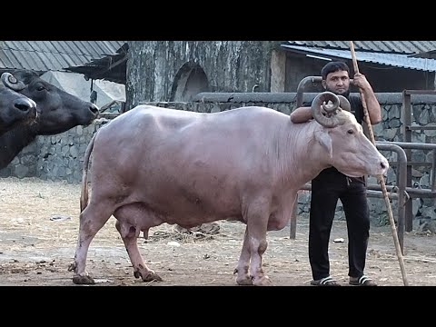 Water Buffalo Farming Discussion with Krishi sansar.