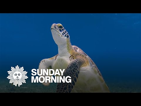 Nature: Hawksbill turtles in Mexico