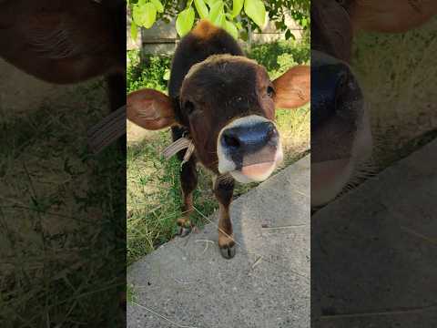 Meeting with a calf - how cute he is! #calf #cow #animals #domesticcow